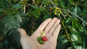 coffee beans in a person's palms surrounded by leaves