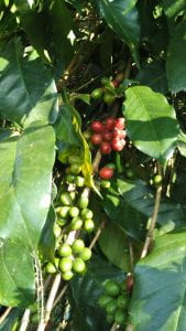coffee beans that are ripe and unripe