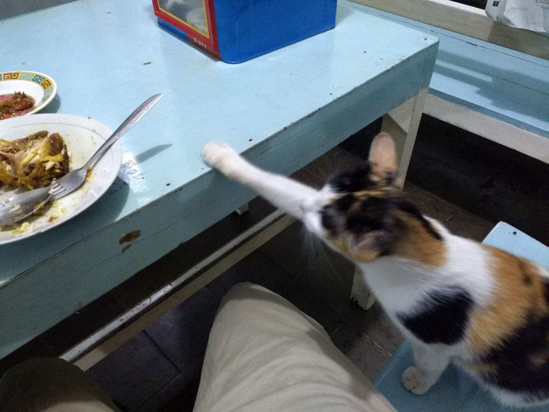Cat sitting on a chair reaches for a plate on a nearby table